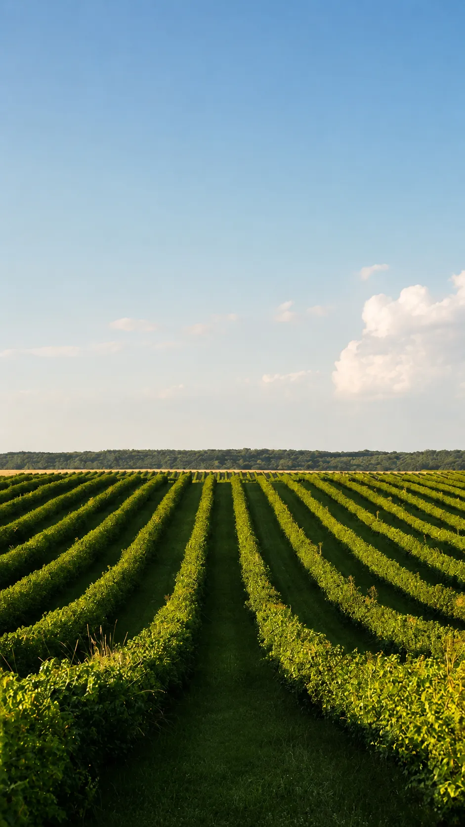 Campo de cultivo, sector agroindustrial