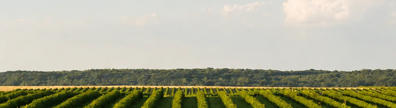 Campo de cultivo en hilera al atardecer