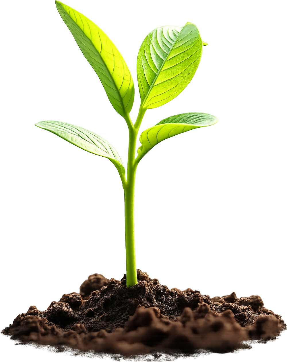 Brote de planta creciendo en la tierra